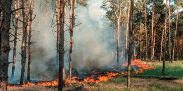 Queimadas florestais - Créditos: depositphotos.com / yelantsevv