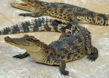 Crocodilos - Créditos: depositphotos.com / chuvong