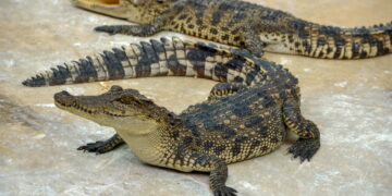 Crocodilos - Créditos: depositphotos.com / chuvong