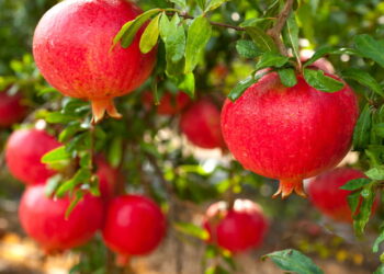 Romã - Créditos: depositphotos.com / grafnata
