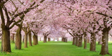 Sakura - Créditos: depositphotos.com / Smileus