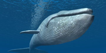 Baleia-azul - Créditos: depositphotos.com / mic1805