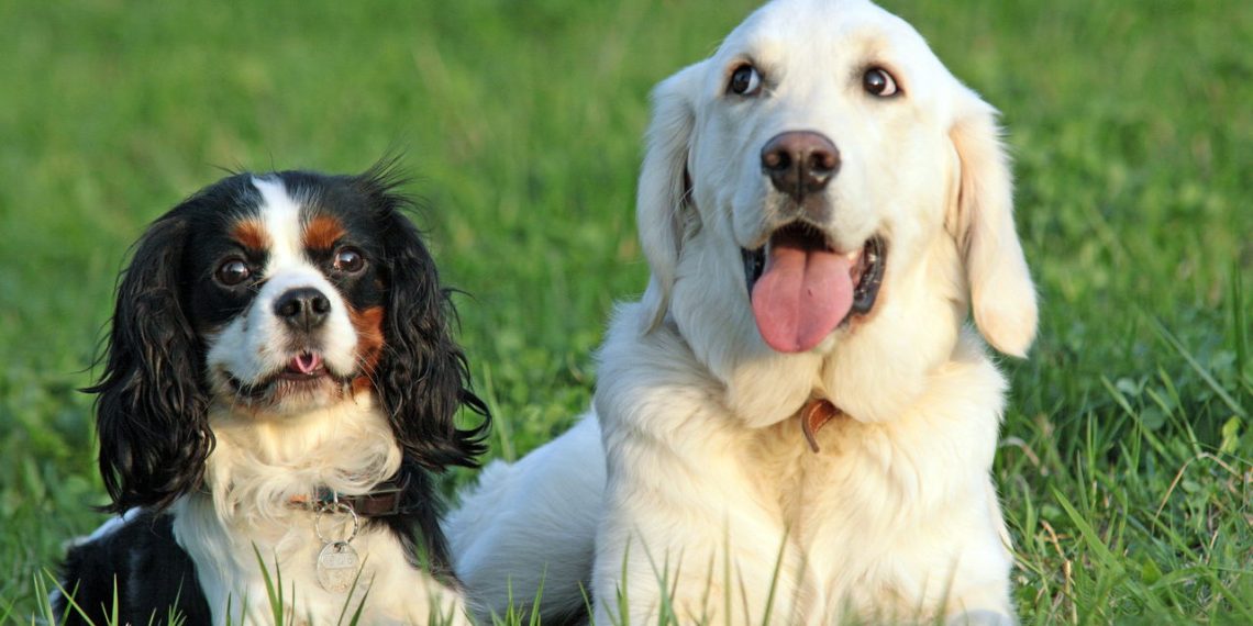 Cachorros - Créditos: depositphotos.com / vospalej