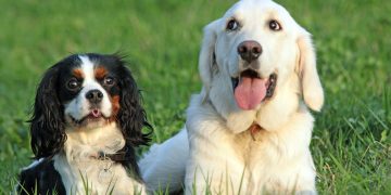Cachorros - Créditos: depositphotos.com / vospalej