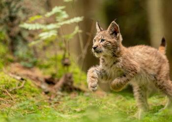 Gato Selvagem - Créditos: depositphotos.com / duben
