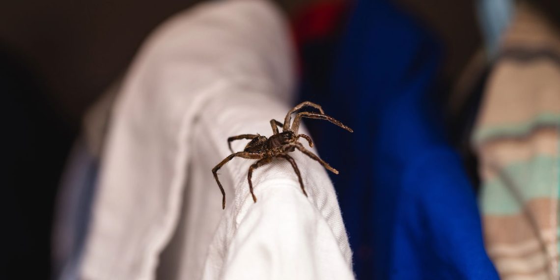 Aranha-marrom - Créditos: depositphotos.com / robertohunger