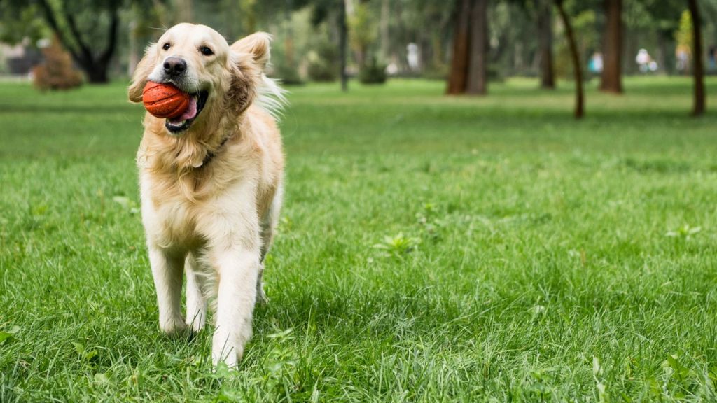 Curiosidades fascinantes sobre os cachorros que você precisa conhecer