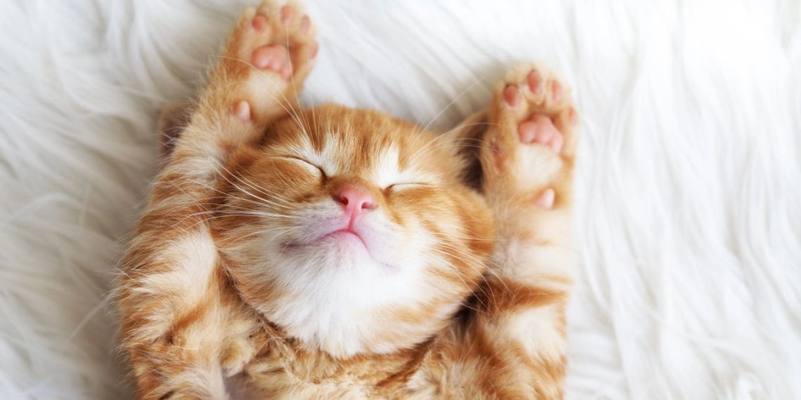 Felinos em casa? Curiosidades e cuidados imperdíveis