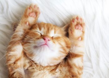 Felinos em casa? Curiosidades e cuidados imperdíveis