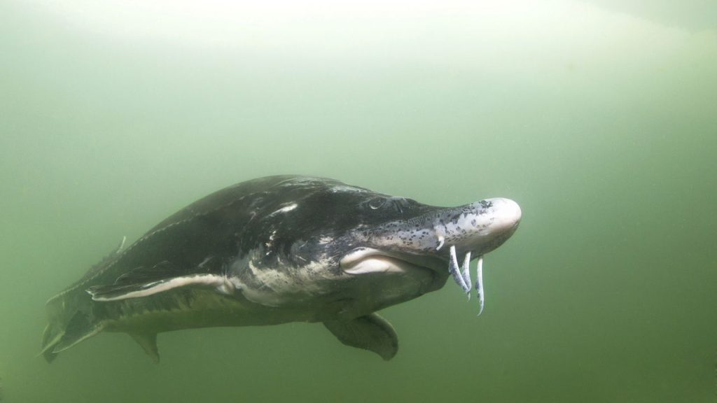 Esturjão beluga - Créditos: depositphotos.com / rostislavstefanek.seznam.cz