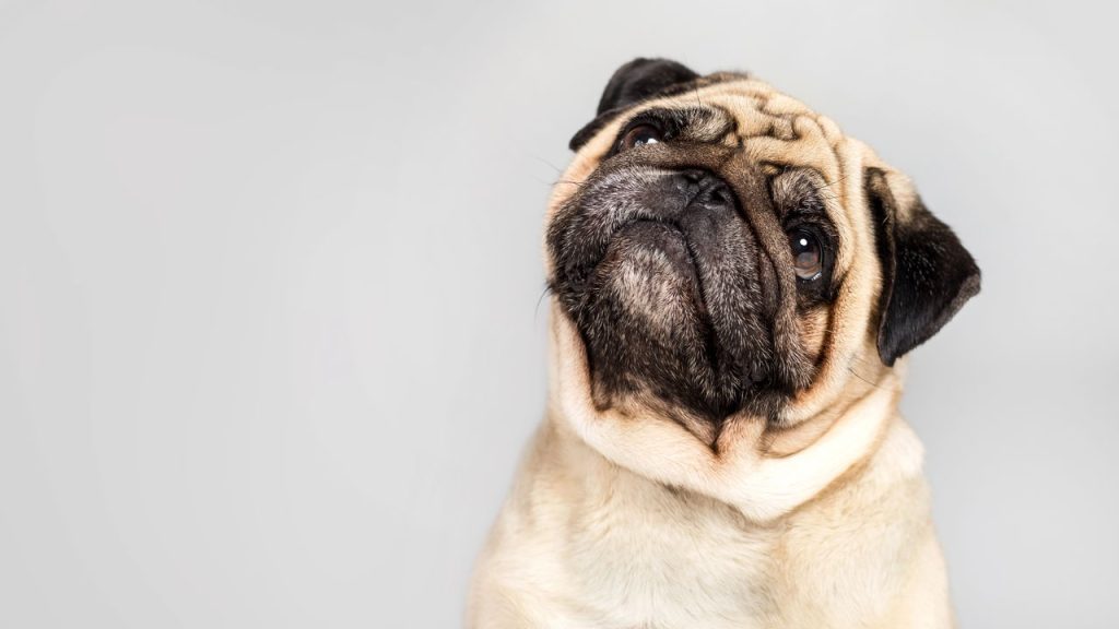 Pug - Créditos: depositphotos.com / AllaSerebrina