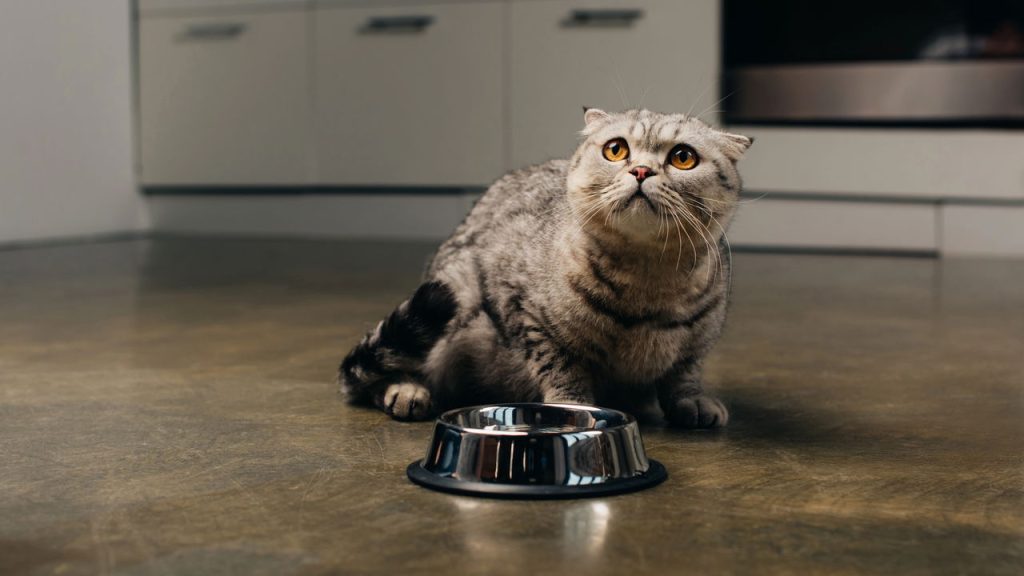 Gato com medo - Créditos: depositphotos.com / HayDmitriy