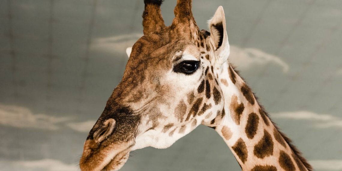 girafa - Créditos: depositphotos.com / VitalikRadko