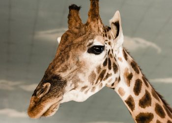 girafa - Créditos: depositphotos.com / VitalikRadko