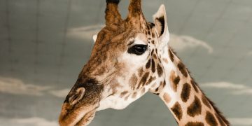 girafa - Créditos: depositphotos.com / VitalikRadko