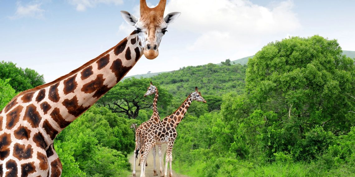 Girafa - Créditos: depositphotos.com / vencav