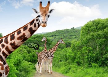 Girafa - Créditos: depositphotos.com / vencav
