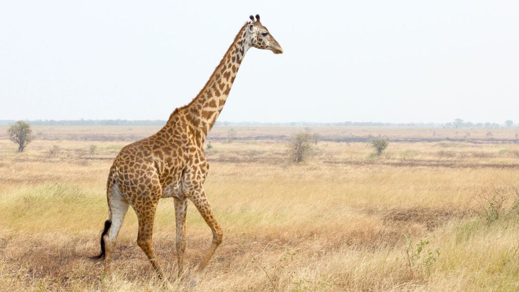 Girafa na savana - Créditos: depositphotos.com / MattiaATH