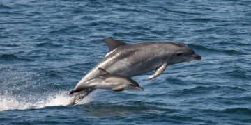 Por que os golfinhos dormem com apenas metade do cérebro?