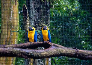 Arara-canindé - Créditos: depositphotos.com / diegograndi