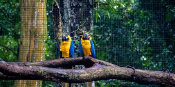 Arara-canindé - Créditos: depositphotos.com / diegograndi