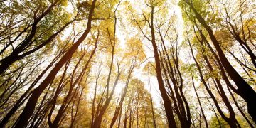 Outono - Créditos: depositphotos.com / ViktoriaSapata