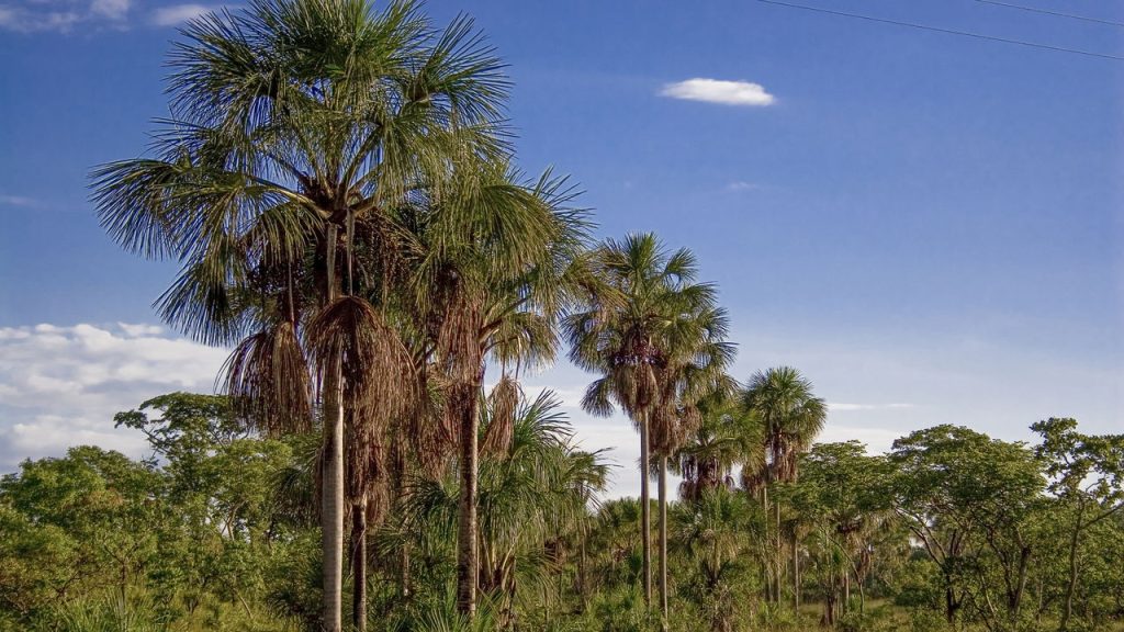 Tocantins - Créditos: depositphotos.com / tacito