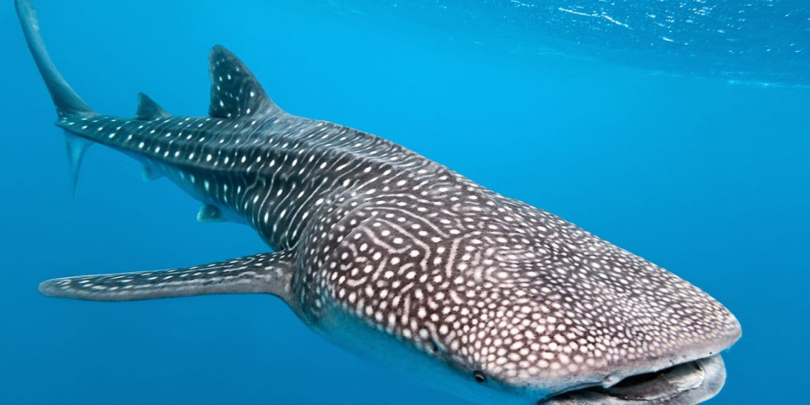 Tubarão-baleia - Créditos: depositphotos.com / criso