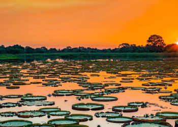 O Pantanal: um tesouro natural do Brasil