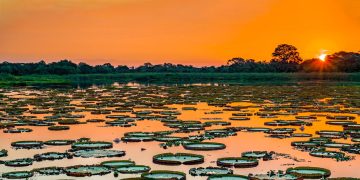 O Pantanal: um tesouro natural do Brasil