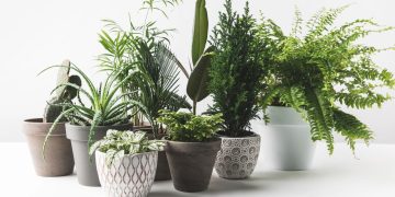 Plantas podem "ouvir"? Veja como elas reagem a sons no ambiente