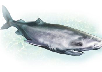 O tubarão-da-Groenlândia: o vertebrado mais velho do planeta