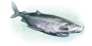O tubarão-da-Groenlândia: o vertebrado mais velho do planeta