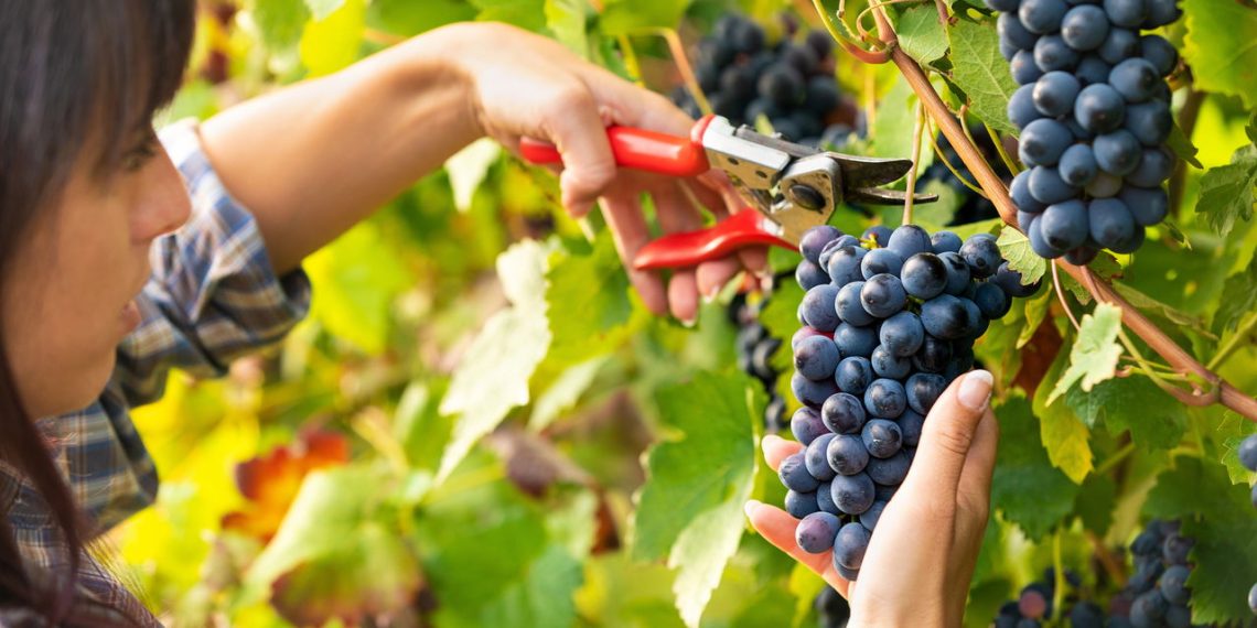 Vindima Góes e a colheita das uvas em São Roque