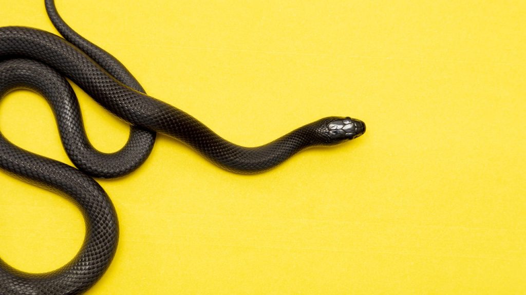 Cobra-rei mexicana - Créditos: depositphotos.com / murilomazzo