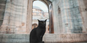 gato preto - Créditos: depositphotos.com / AlexGukBO