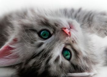 Amantes de gatos vão se apaixonar por este livro