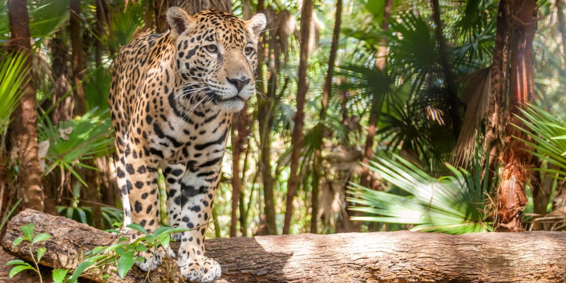 Do pantanal brasileiro! Curiosidades sobre as onças-pintadas