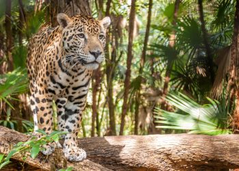 Do pantanal brasileiro! Curiosidades sobre as onças-pintadas