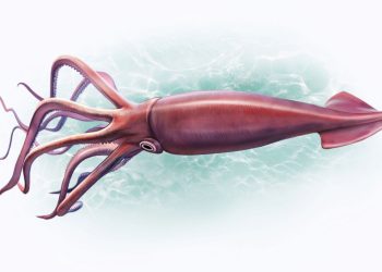 Mesonychoteuthis - Créditos: depositphotos.com / Liliya.Butenko