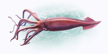 Mesonychoteuthis - Créditos: depositphotos.com / Liliya.Butenko