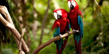 Papagaios na Floresta Amazônica - Créditos: depositphotos.com / nicholashan