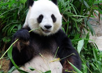 Urso panda - Créditos: depositphotos.com / leungchopan