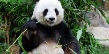 Urso panda - Créditos: depositphotos.com / leungchopan