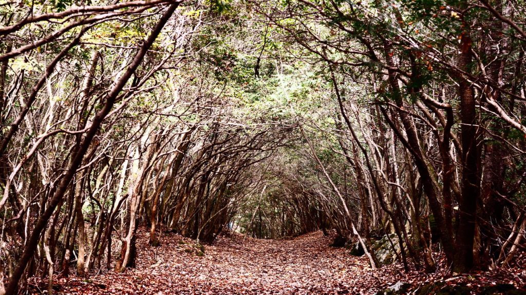 Aokigahara - Créditos: depositphotos.com / sepavone