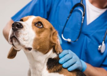 Veterinário - Créditos: depositphotos.com / AllaSerebrina