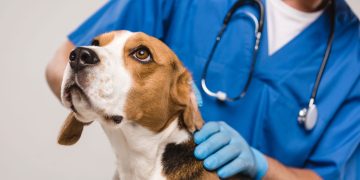 Veterinário - Créditos: depositphotos.com / AllaSerebrina