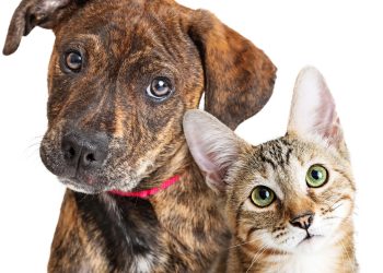 Cachorro e gato - Créditos: depositphotos.com / adogslifephoto