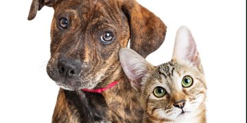 Cachorro e gato - Créditos: depositphotos.com / adogslifephoto