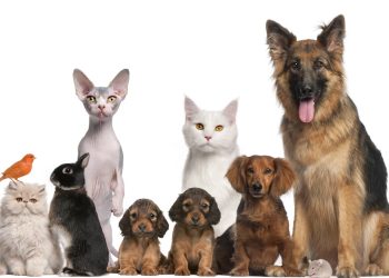 Animais de estimação - Créditos: depositphotos.com / lifeonwhite